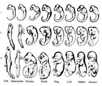 Evolution fraud Haeckels drawings