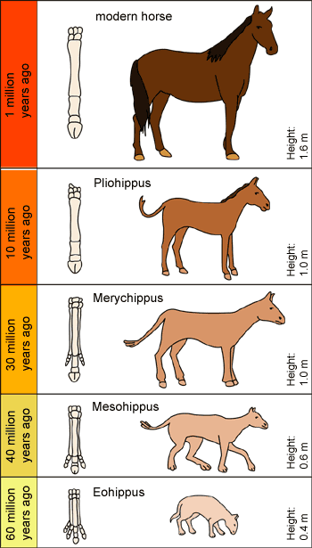 This evolution of the horse timeline is a fraud and was never based on any fact. It is still used in todays text books.