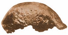 Java man was created from this bone fragment.